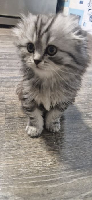 Шотландский котенок