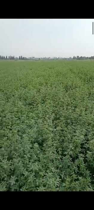 Жоңышқа ұрығы. Семена Люцерны