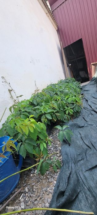 Plush kochati sotiladi