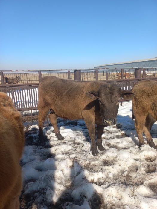 Продам КРС (4 быка)