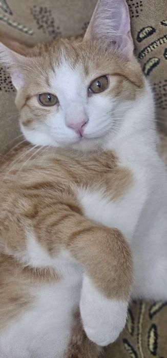 Отдам в добрые руки