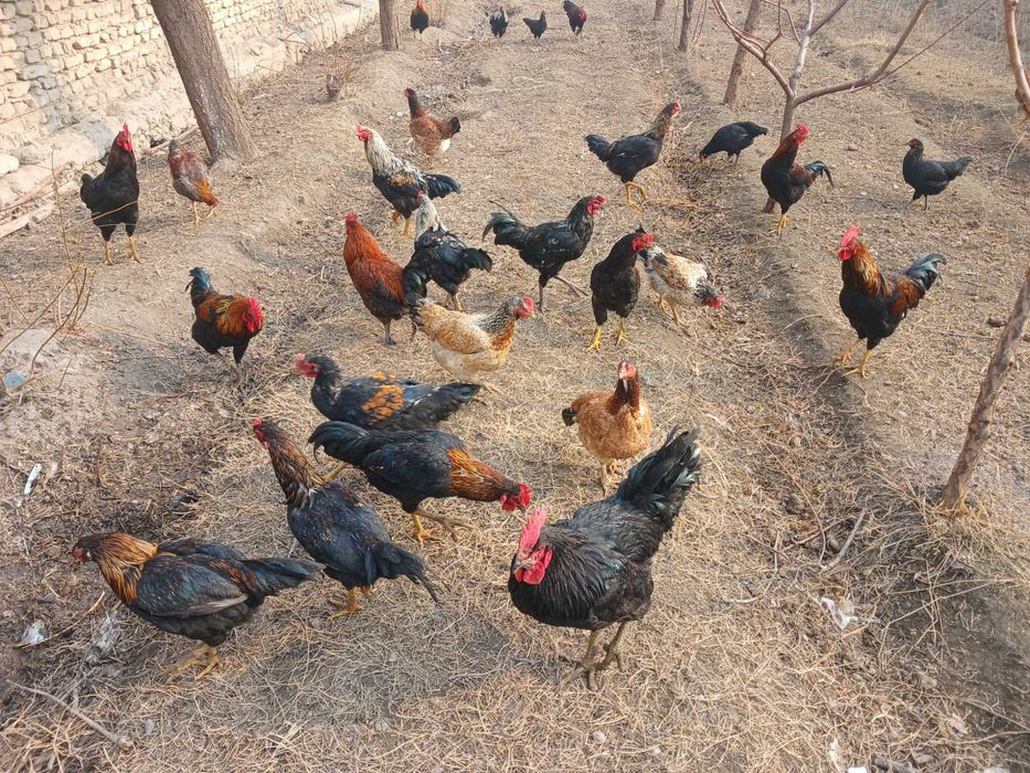 Yangi tuxumlar sotilladi