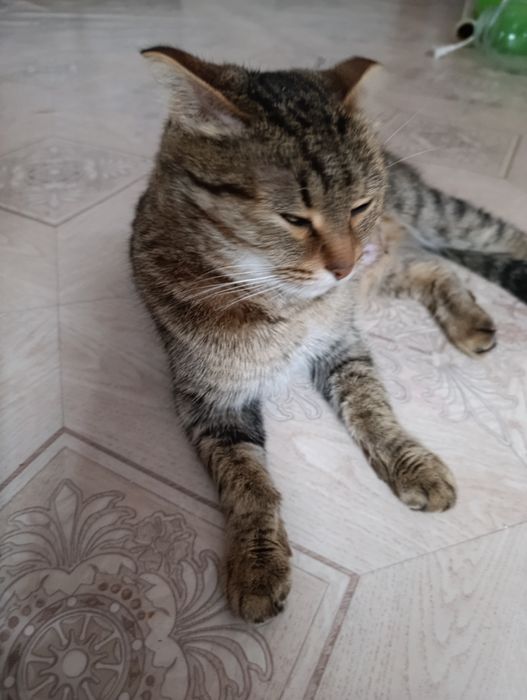 Срочно! Отдам  бесплатно