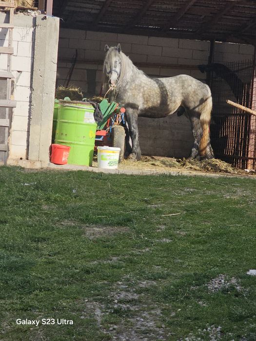 Vand schimb Harmasar de 3 ani