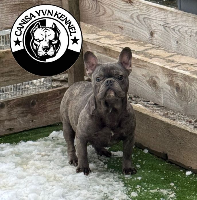 Femela buldog francez blue brindle