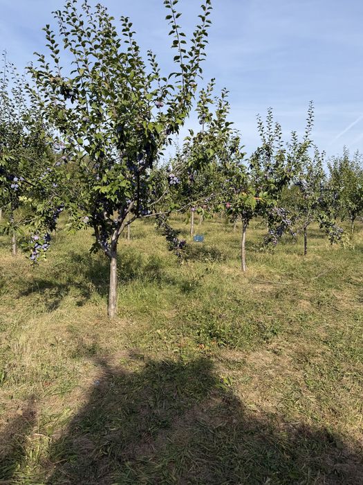 vand prune ana spath