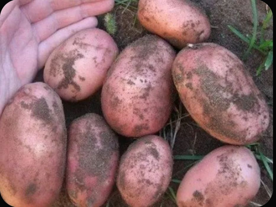 Продам картофель домашний по 500 тенге за килограмм.
