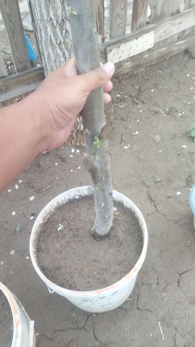 Жиде кошет Букарски жиде.1-2-3-жылдык.1-2-3-жылдык.