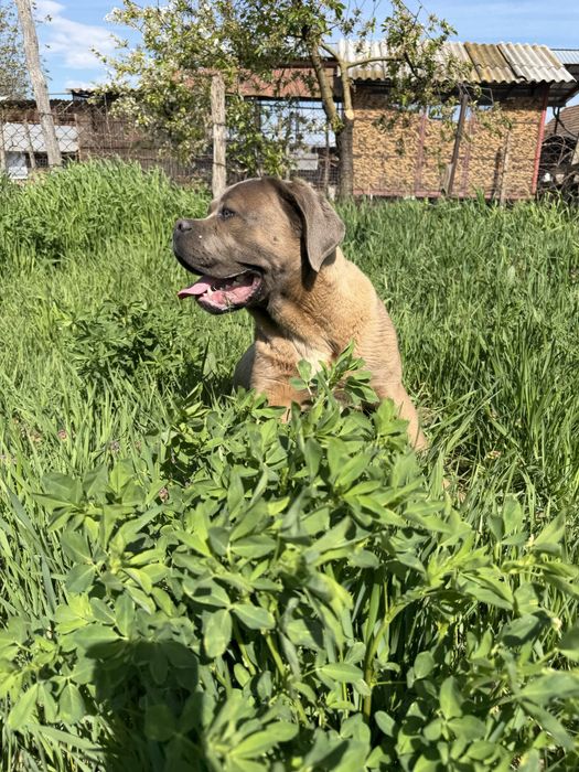 Mascul Cane Corso