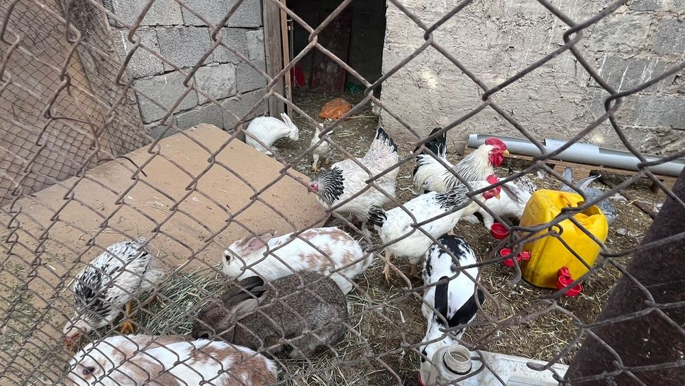 Адлер Тауык сатылады