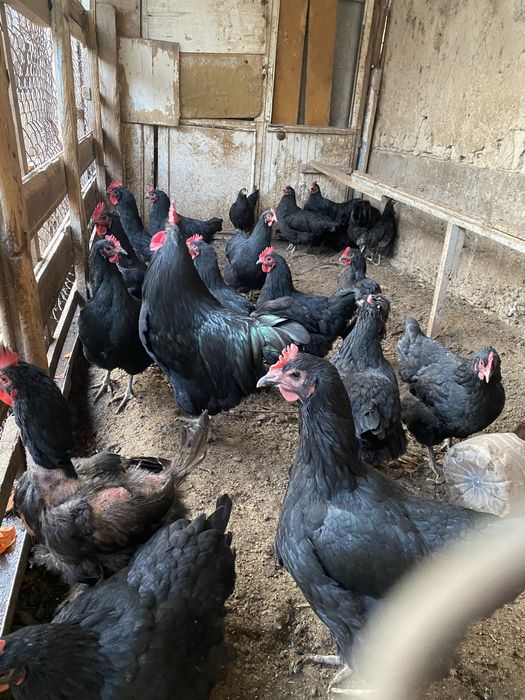 Xo’roz lar Sotiladi  300 000