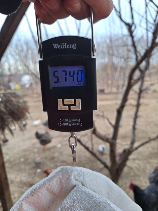 Iepure mascul 5,7 kg