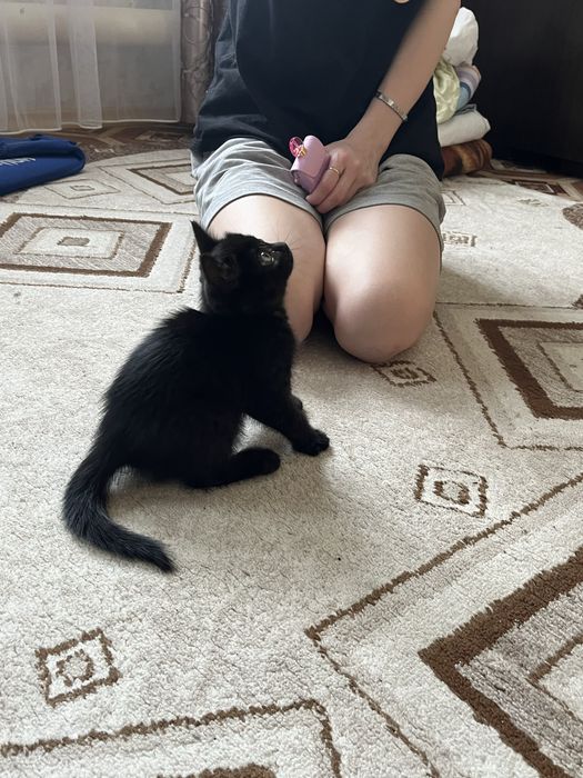 Котенок(девочка)