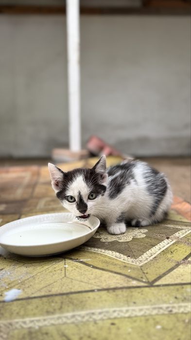 Отдам котят 2 месяца