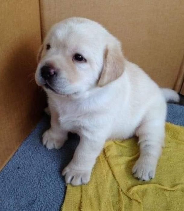 Labrador Golden