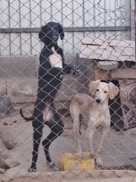 Ургашы кушыктер жаксы каннан