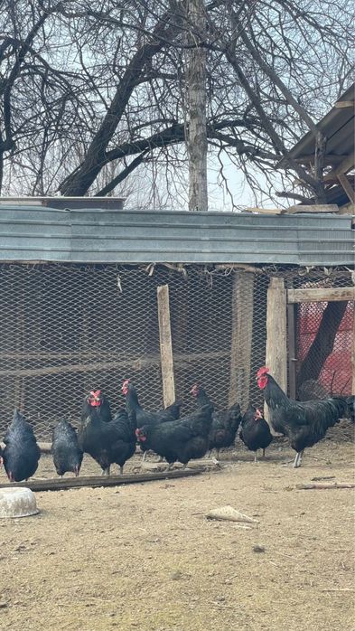 гигант джерсийский