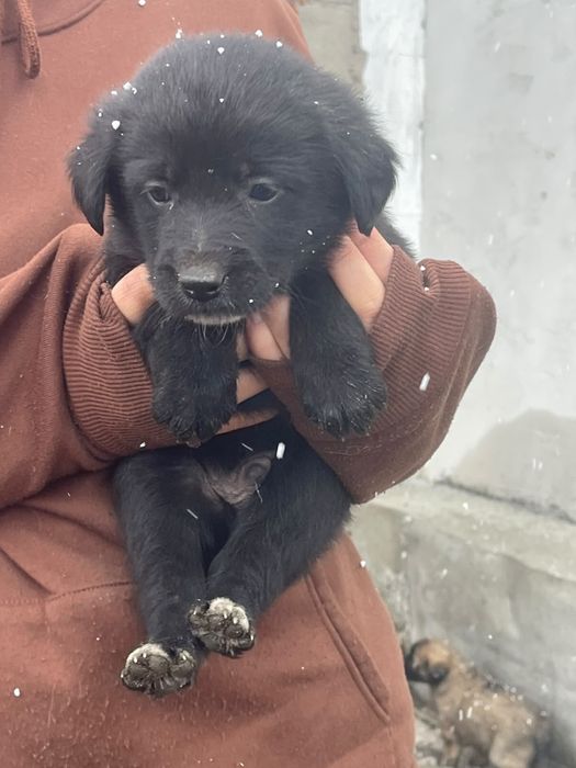 Щенята ,1 месяц.