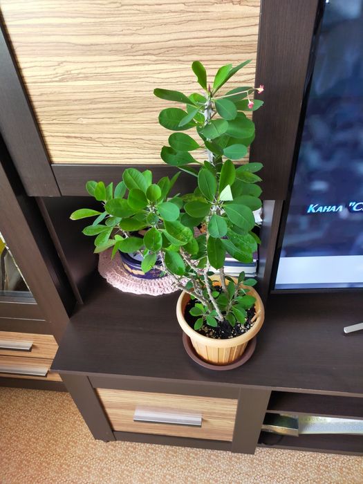 Малочай цветы домашний