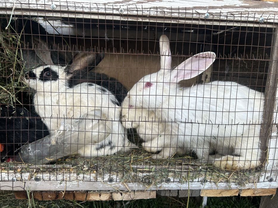 Продаются кролики