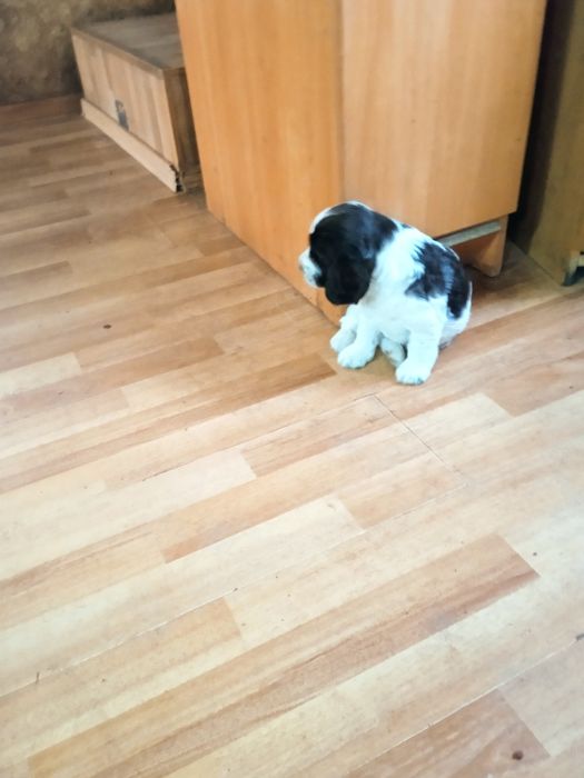 Продам щенков спаниеля