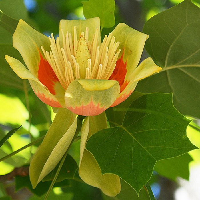 Pomi ornamental  arborele de lalele