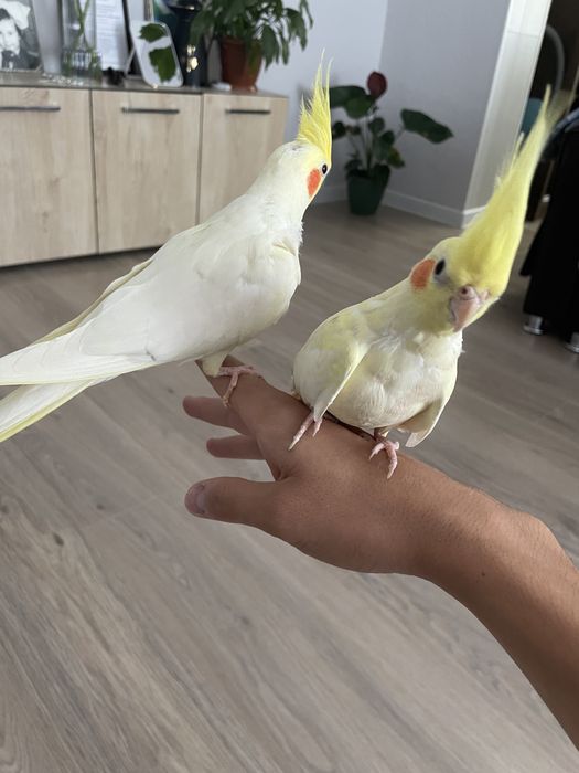 Продаются попугаи ручные кореллы!