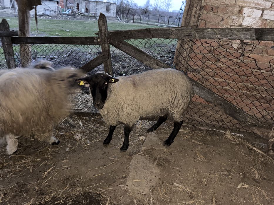 Berbec Sufolk stramior, la varsta de 2 ani