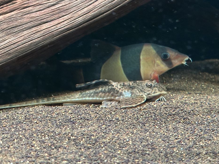 Боция клоун (Chromobotia macracanthus)