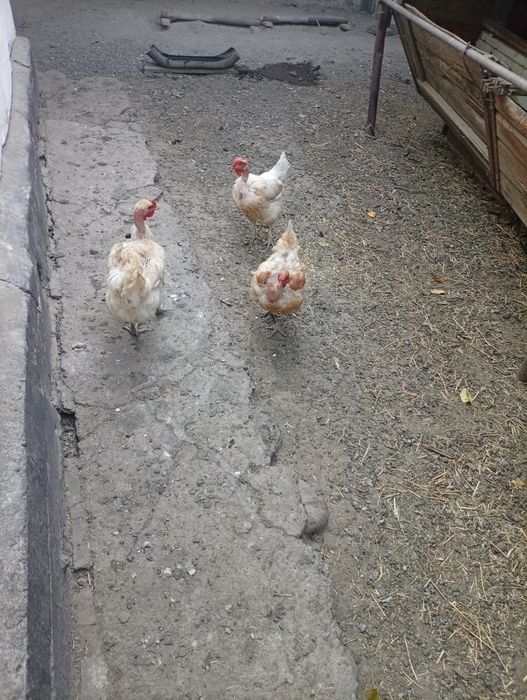 Продам  курей голошейки