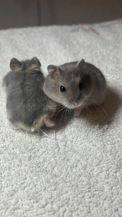 Джунгарские хомяки