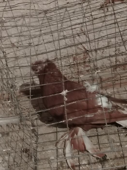 Продам голубку чинка.