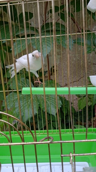 Продам канарейку певчую