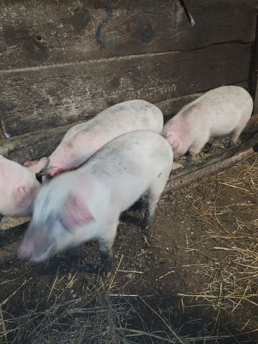 Продам крупных поросят