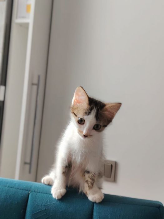 Котенок в добрве руки