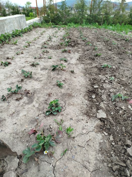 Клубника рассада