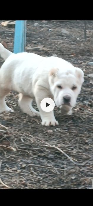 Алабай предлагается для вязки