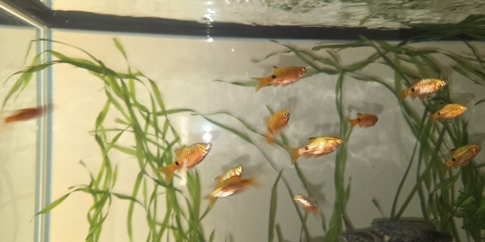 Продам рыб разных мирных