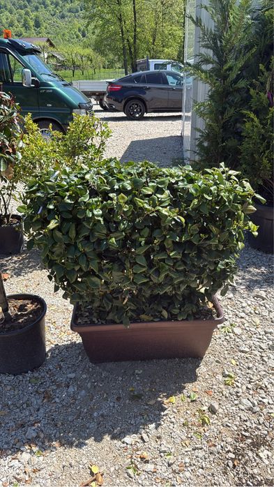 Vand plante ornamentale calitate extra