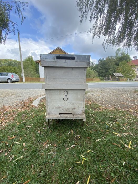 Stup cu cat cu 10 rame, 1/1 si 3/4