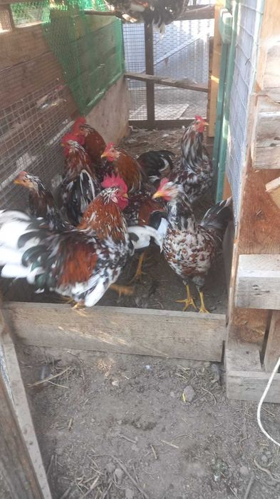 Продам петухов
Шведский Блюмэ