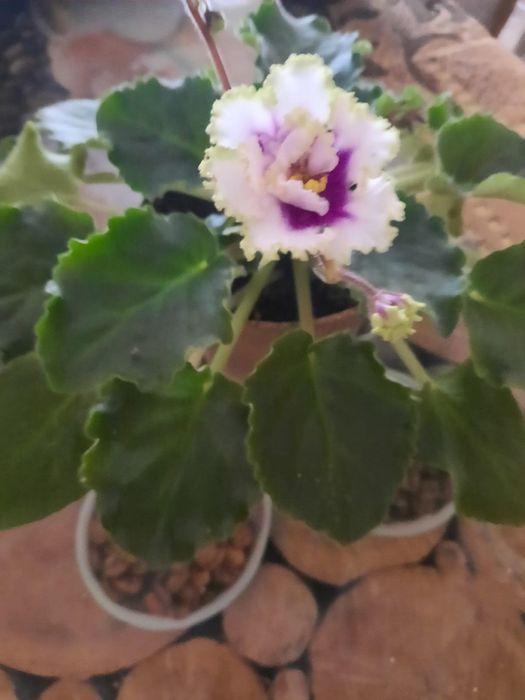 Продаю комнатные цветы