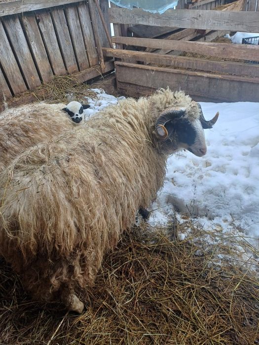 Vând 3 oi cu 3 miele și un berbec