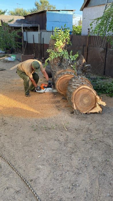 Спил деревьев обрезка плодовых деревьев