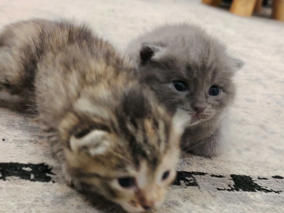 Отдам котят в добрые руки