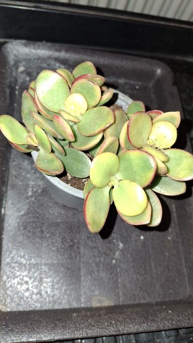 Plante aeriene  si suculente