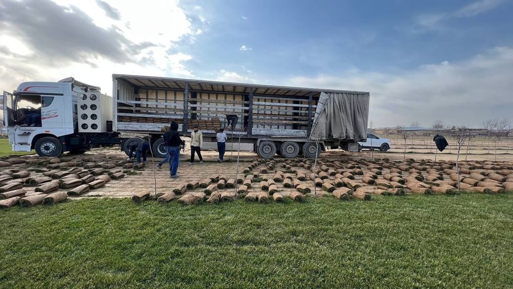 Газон, Дания оптом.³ от 40000, 45000 сўм