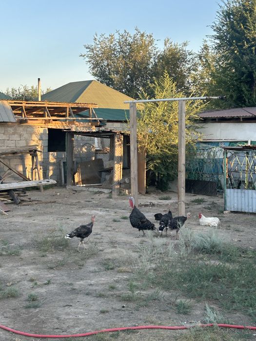 Семейка индюков продам