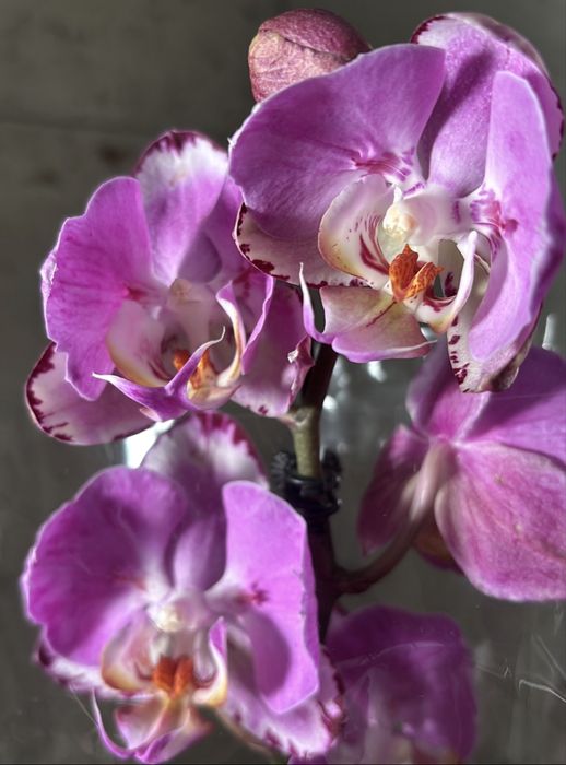 Орхидеи, орхидея 2 цветоноса! На подарок