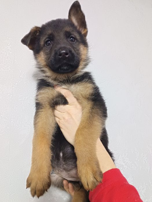 Щенки немецкой овчарки